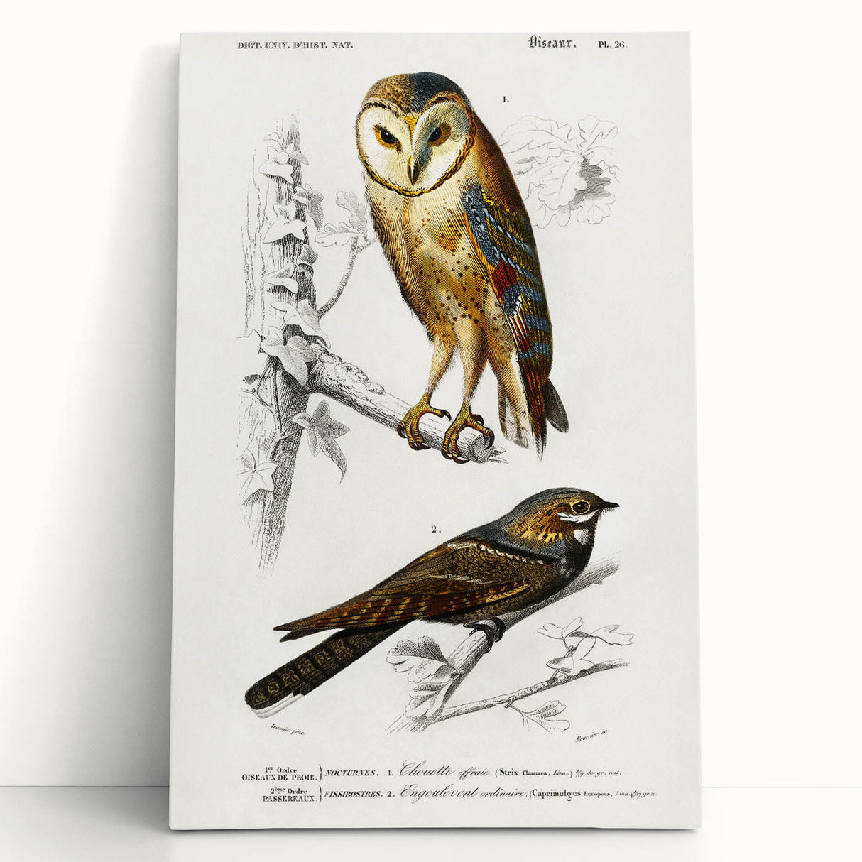 Barn Owl & Nightjar - Romanticism Bird Illustration by Charles d'Orbigny