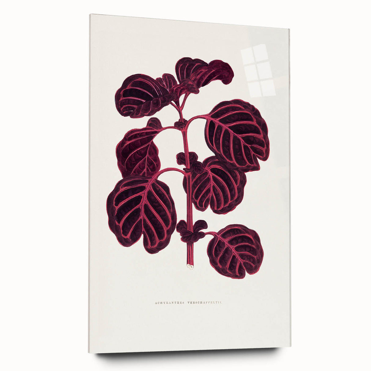 Romanticism Art: "Pink Achyranthes Leaf" Classic Botanical Print