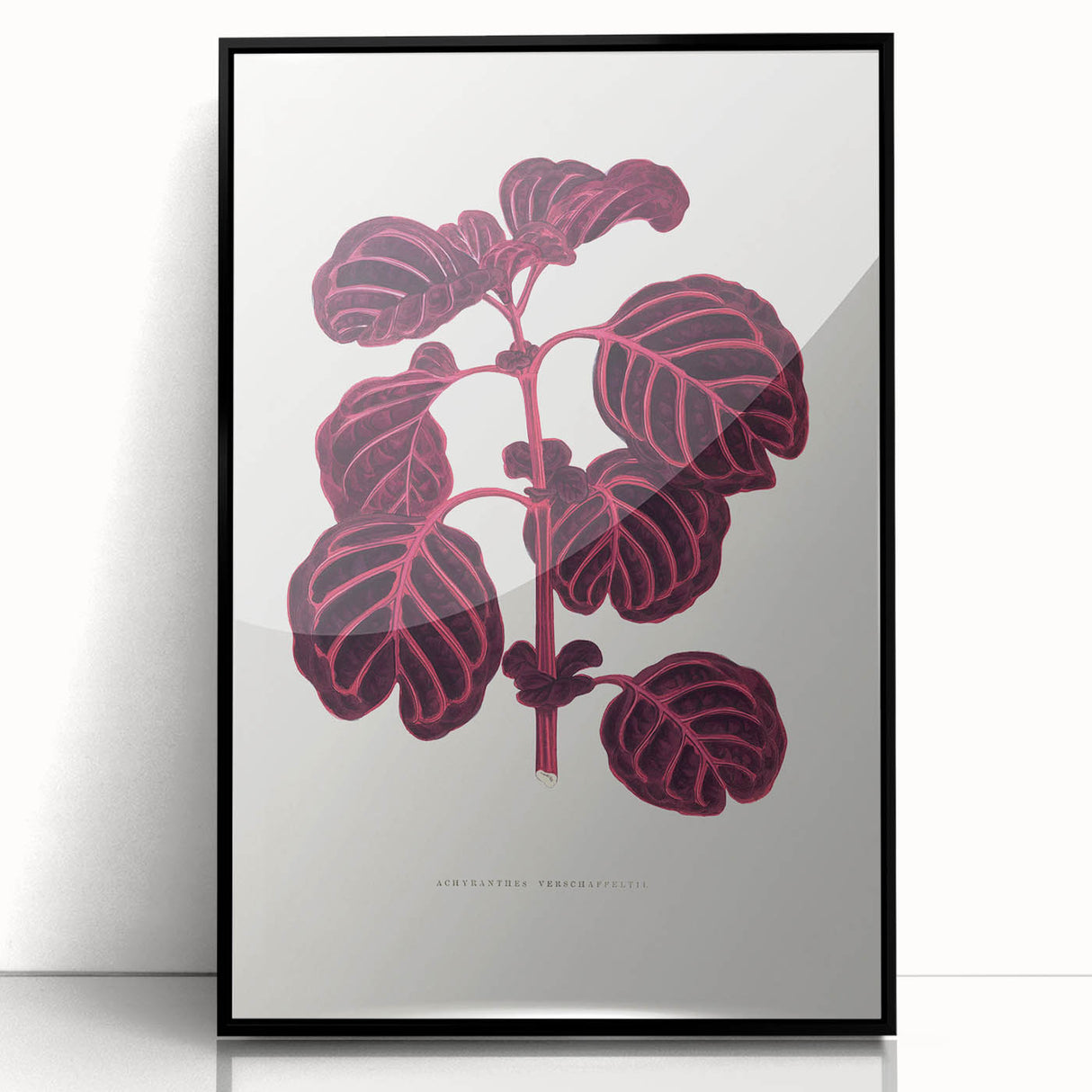 Romanticism Art: "Pink Achyranthes Leaf" Classic Botanical Print