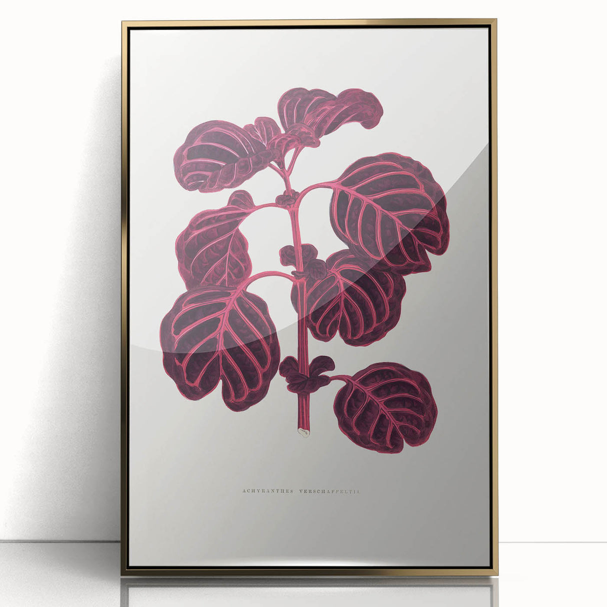 Romanticism Art: "Pink Achyranthes Leaf" Classic Botanical Print