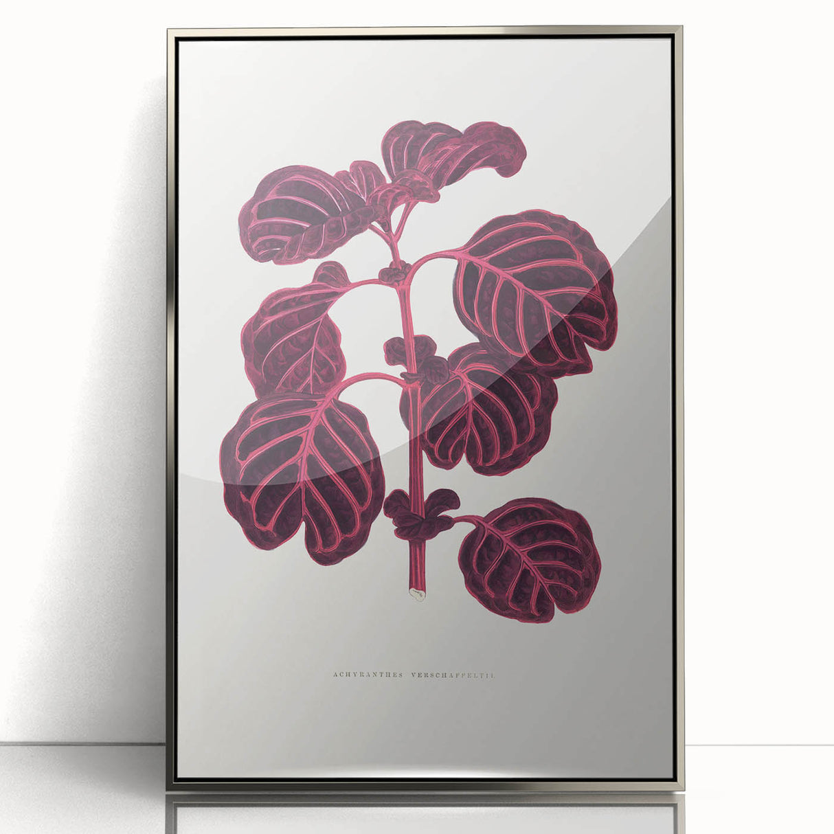 Romanticism Art: "Pink Achyranthes Leaf" Classic Botanical Print