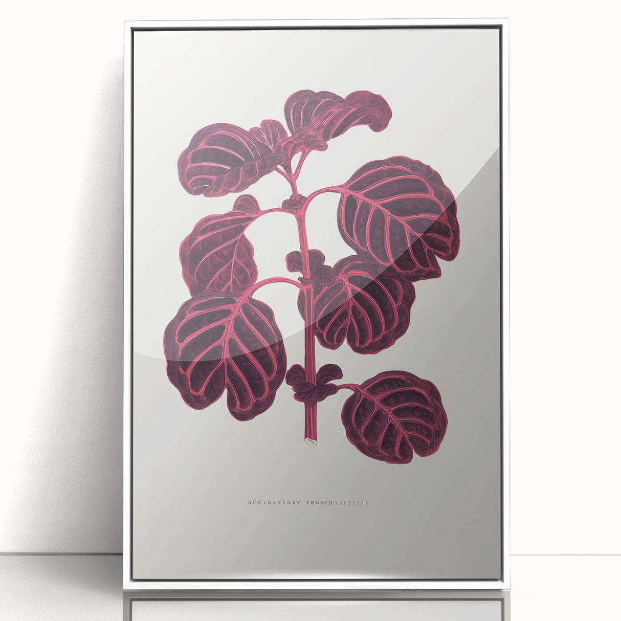 Romanticism Art: "Pink Achyranthes Leaf" Classic Botanical Print