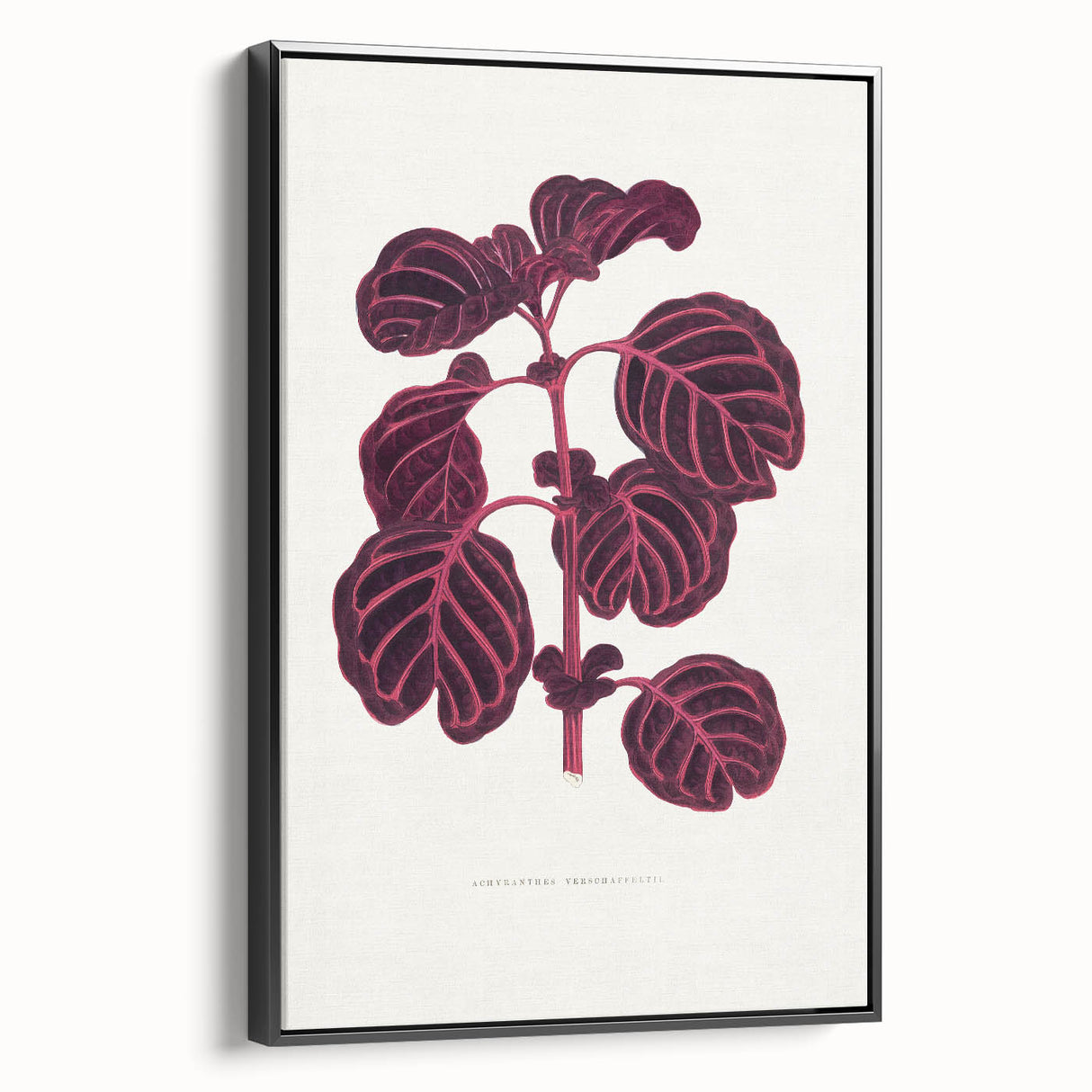 Romanticism Art: "Pink Achyranthes Leaf" Classic Botanical Print
