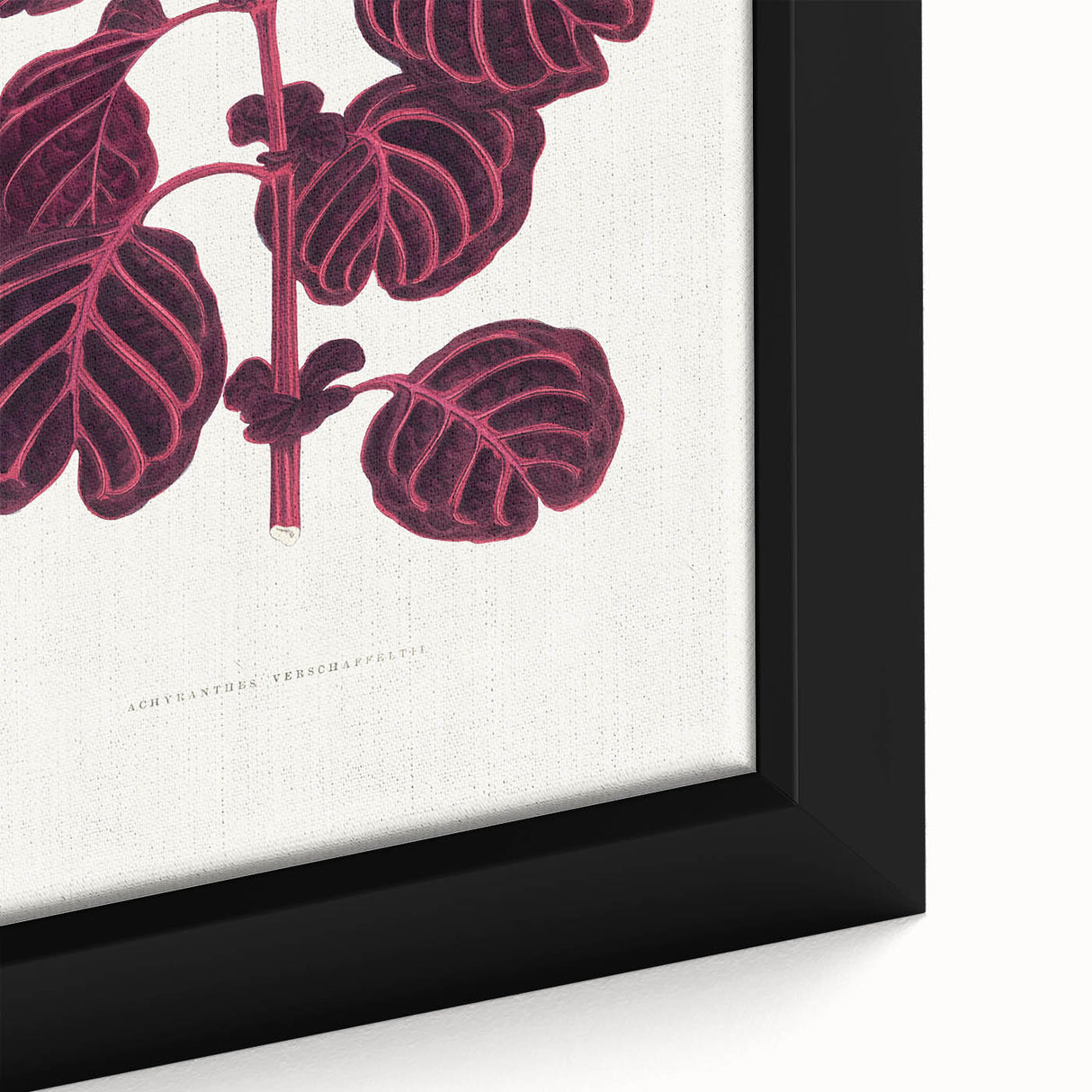 Romanticism Art: "Pink Achyranthes Leaf" Classic Botanical Print