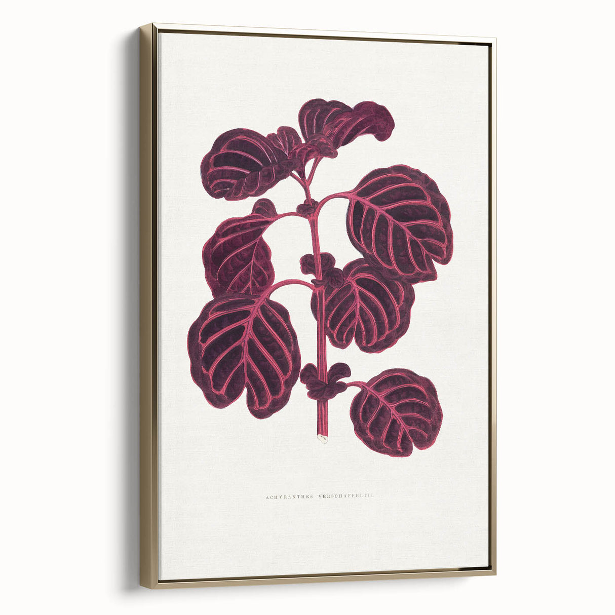 Romanticism Art: "Pink Achyranthes Leaf" Classic Botanical Print