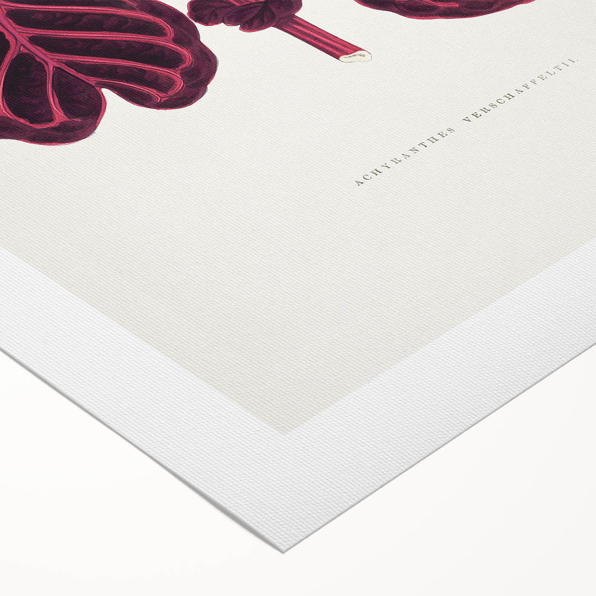 Romanticism Art: "Pink Achyranthes Leaf" Classic Botanical Print