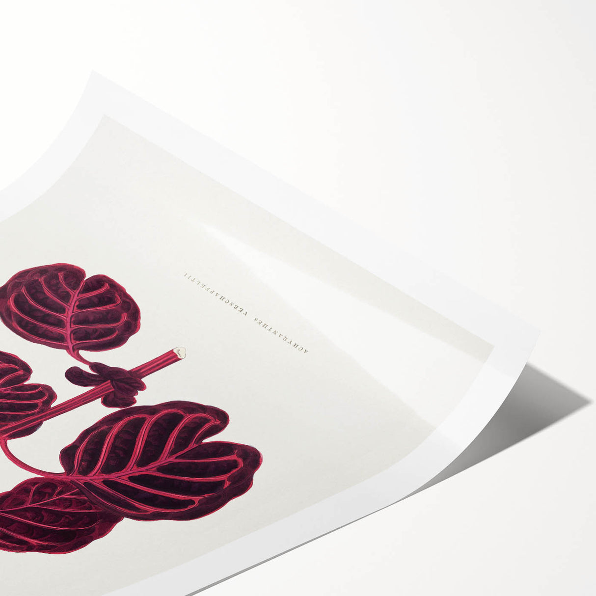 Romanticism Art: "Pink Achyranthes Leaf" Classic Botanical Print