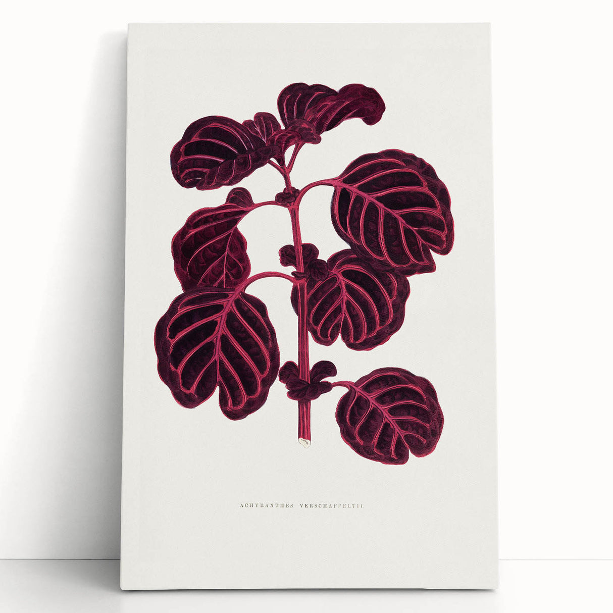 Romanticism Art: "Pink Achyranthes Leaf" Classic Botanical Print