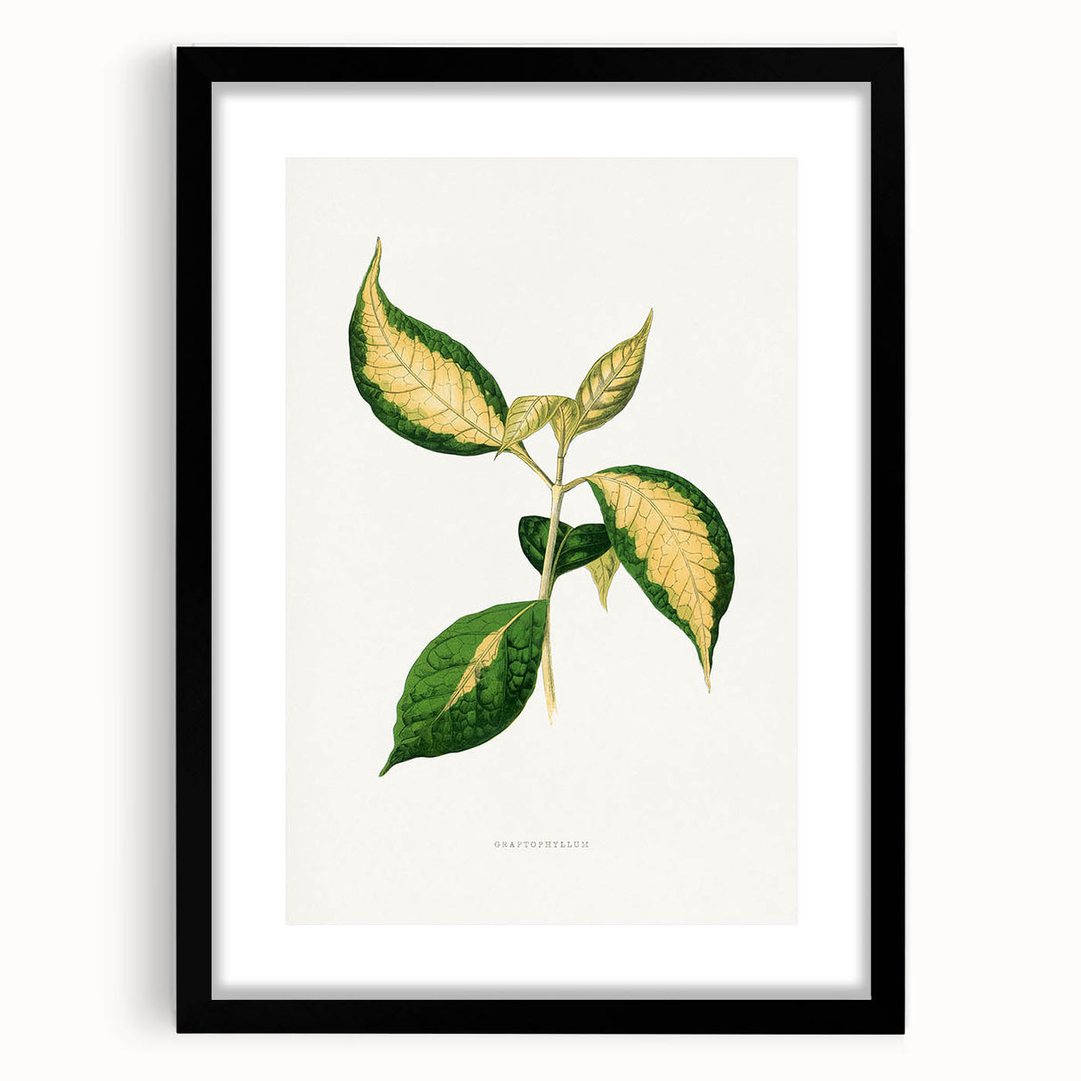 Romanticism Art: "Graptophyllum Pictum Leaf" Botanical Canvas Print