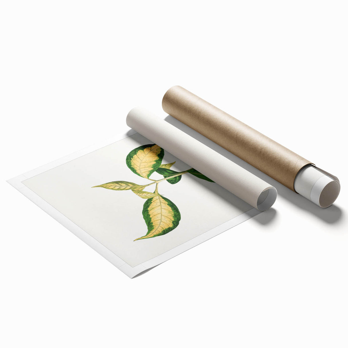 Romanticism Art: "Graptophyllum Pictum Leaf" Botanical Canvas Print