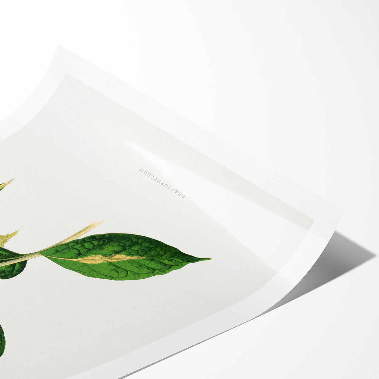 Romanticism Art: "Graptophyllum Pictum Leaf" Botanical Canvas Print