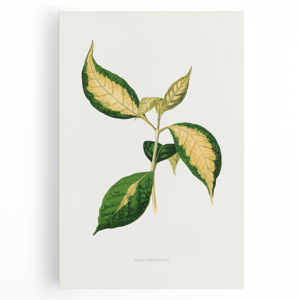 Romanticism Art: "Graptophyllum Pictum Leaf" Botanical Canvas Print