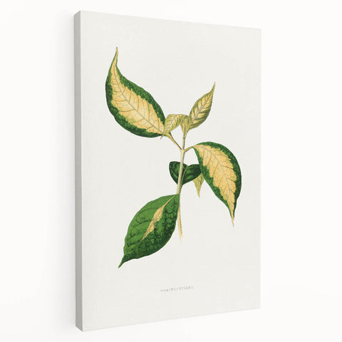 Romanticism Art: "Graptophyllum Pictum Leaf" Botanical Canvas Print