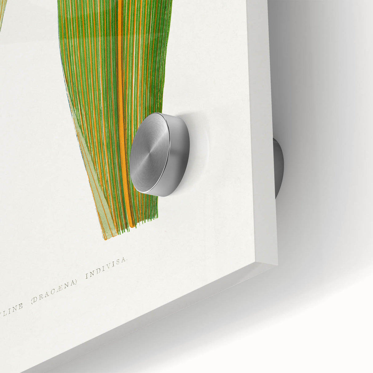 Romanticism Art: "Dracaena Leaf" Botanical Canvas Print