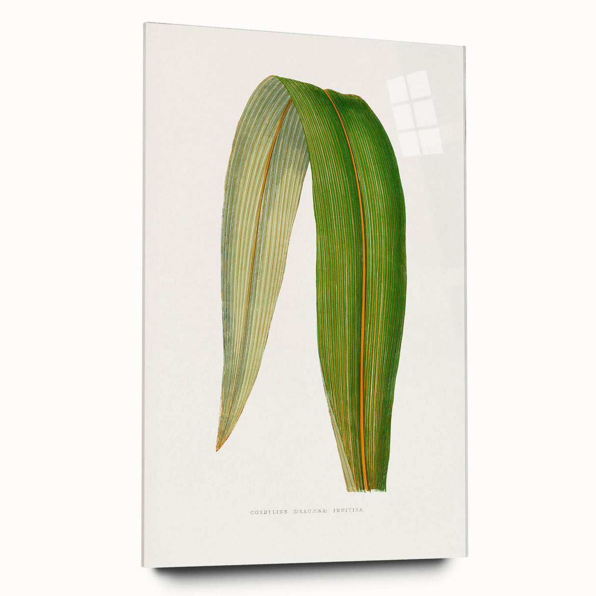 Romanticism Art: "Dracaena Leaf" Botanical Canvas Print