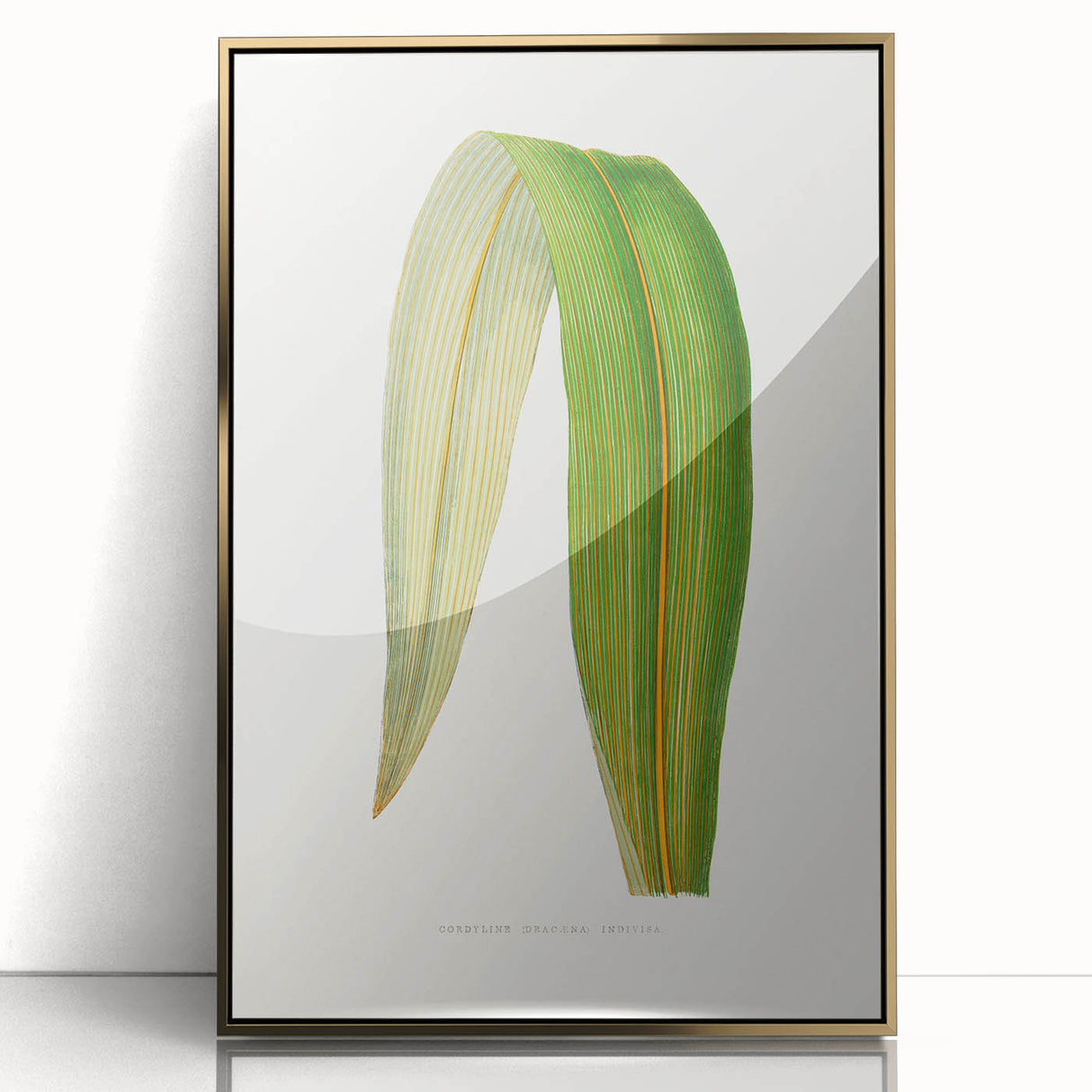 Romanticism Art: "Dracaena Leaf" Botanical Canvas Print