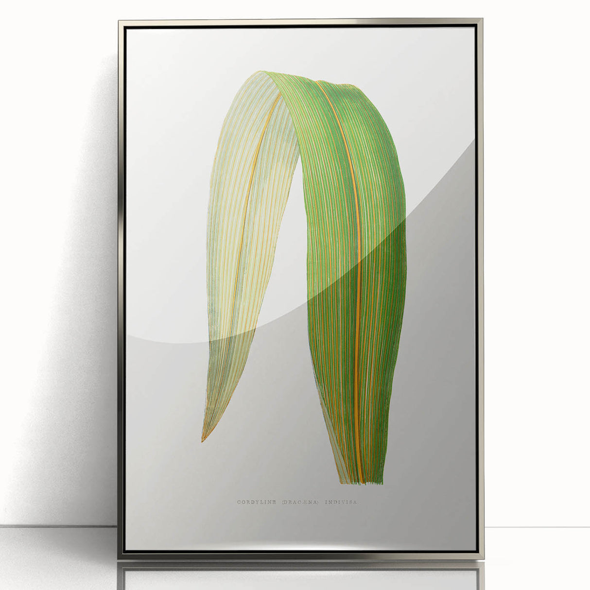 Romanticism Art: "Dracaena Leaf" Botanical Canvas Print