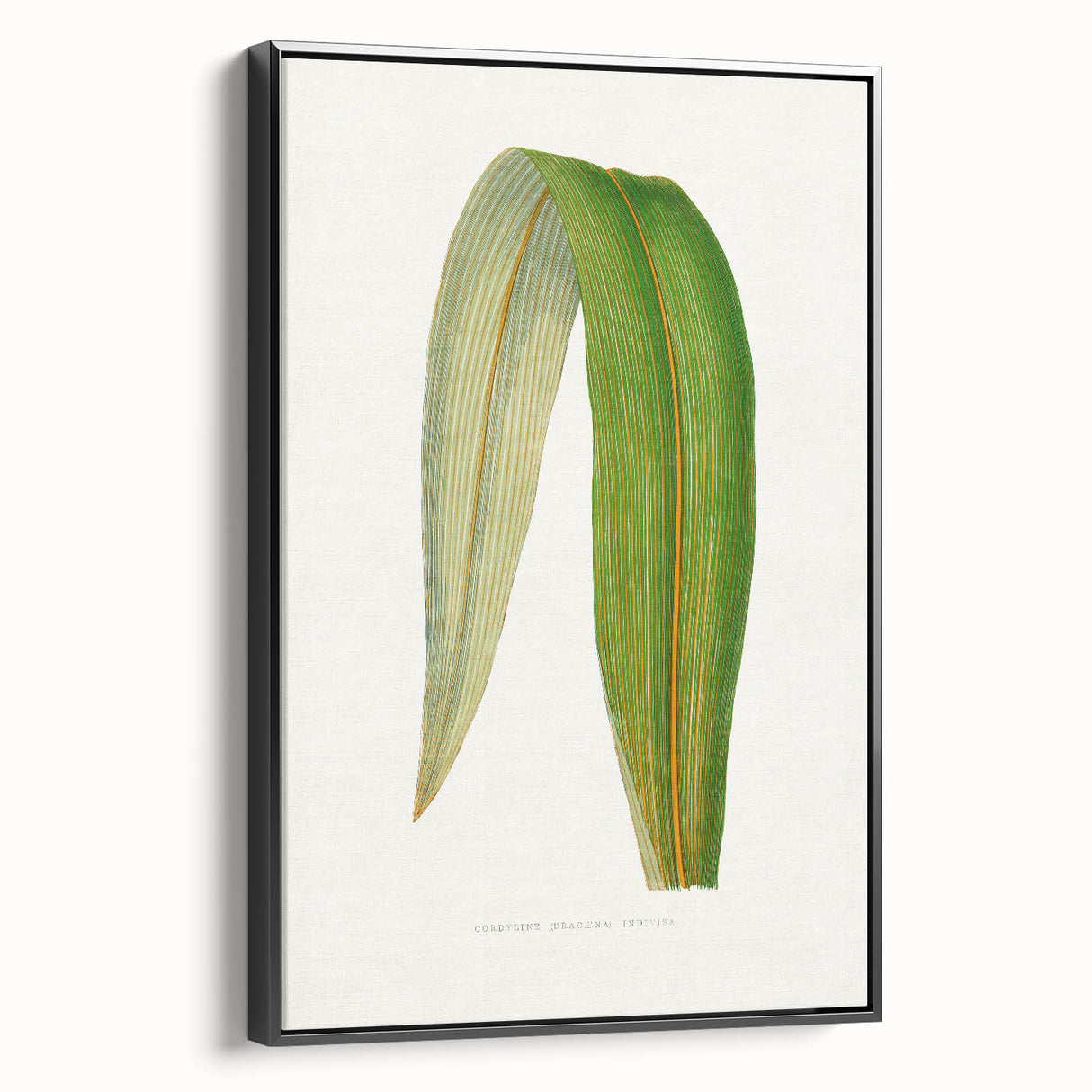 Romanticism Art: "Dracaena Leaf" Botanical Canvas Print