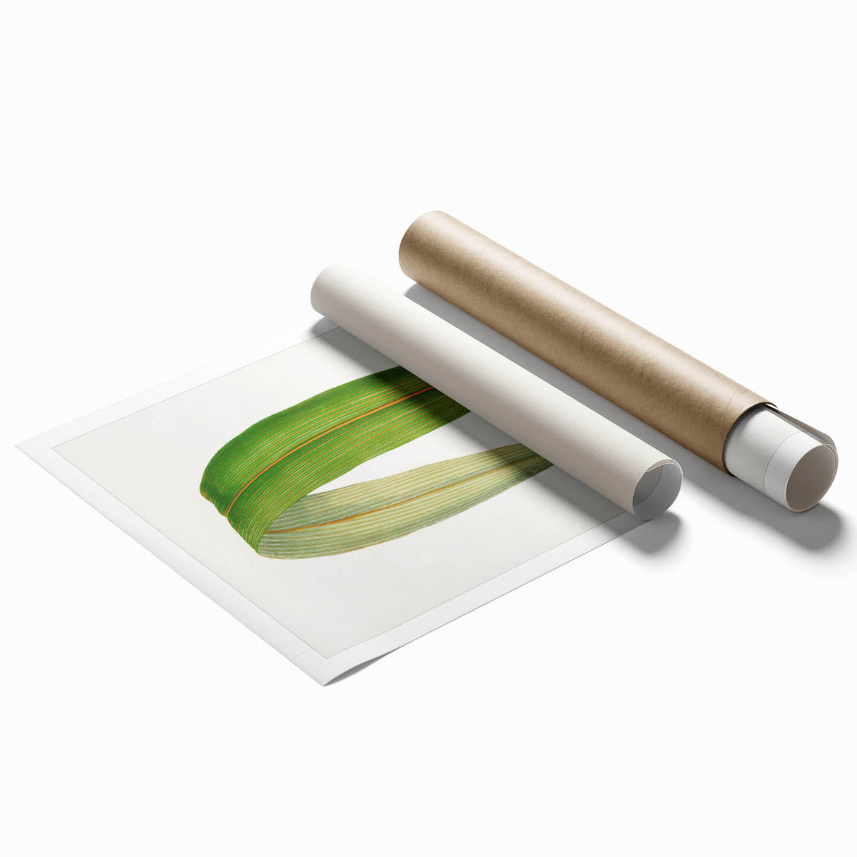 Romanticism Art: "Dracaena Leaf" Botanical Canvas Print