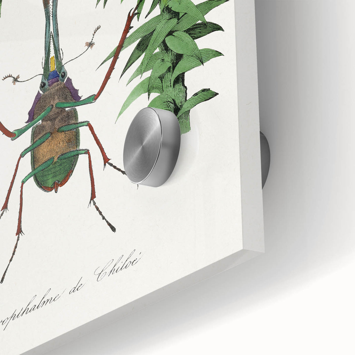 Romanticism Art: "Stag Beetle" Wildlife Botanical Canvas Print