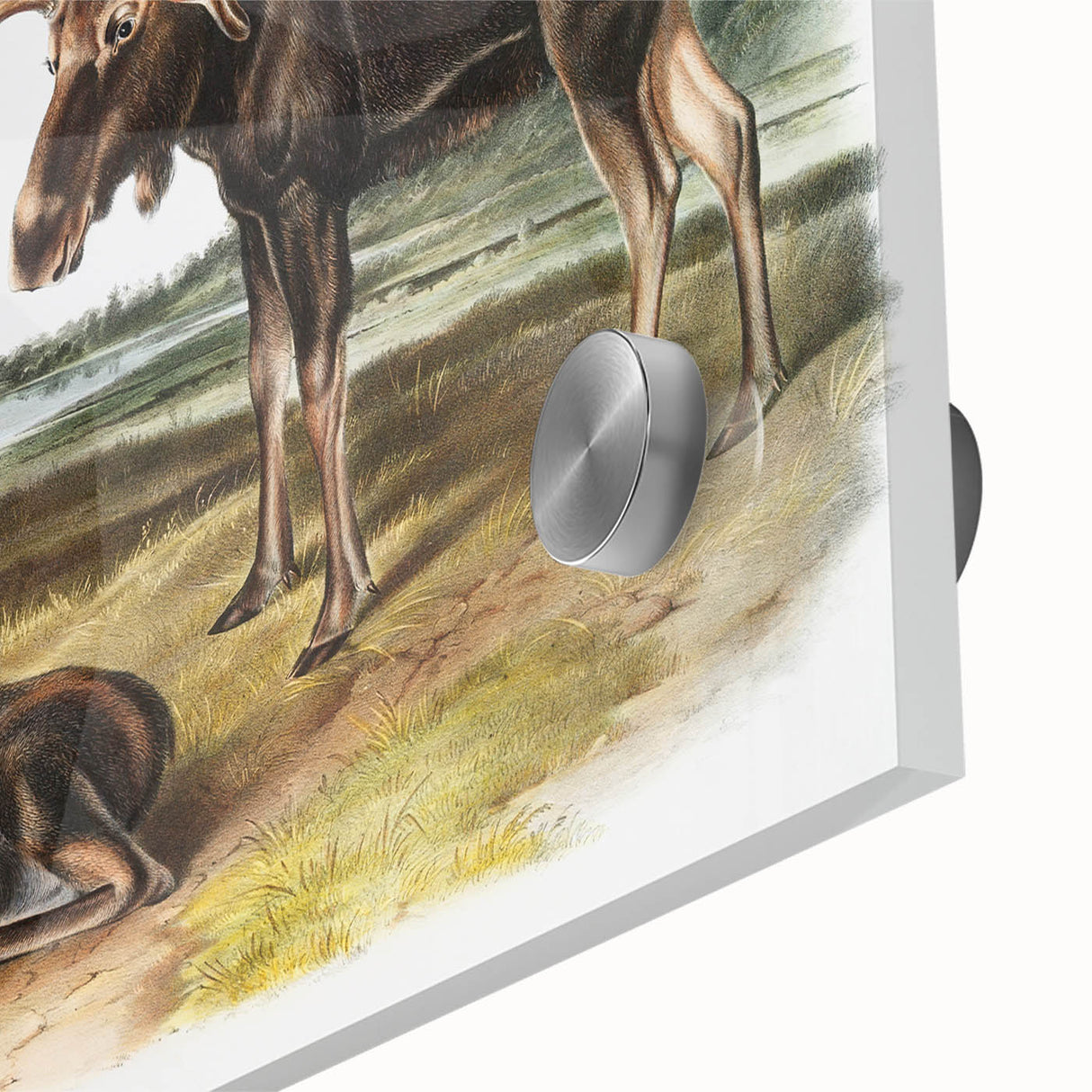 Romanticism Art: "Moose Deer" Wildlife Illustration Canvas Print