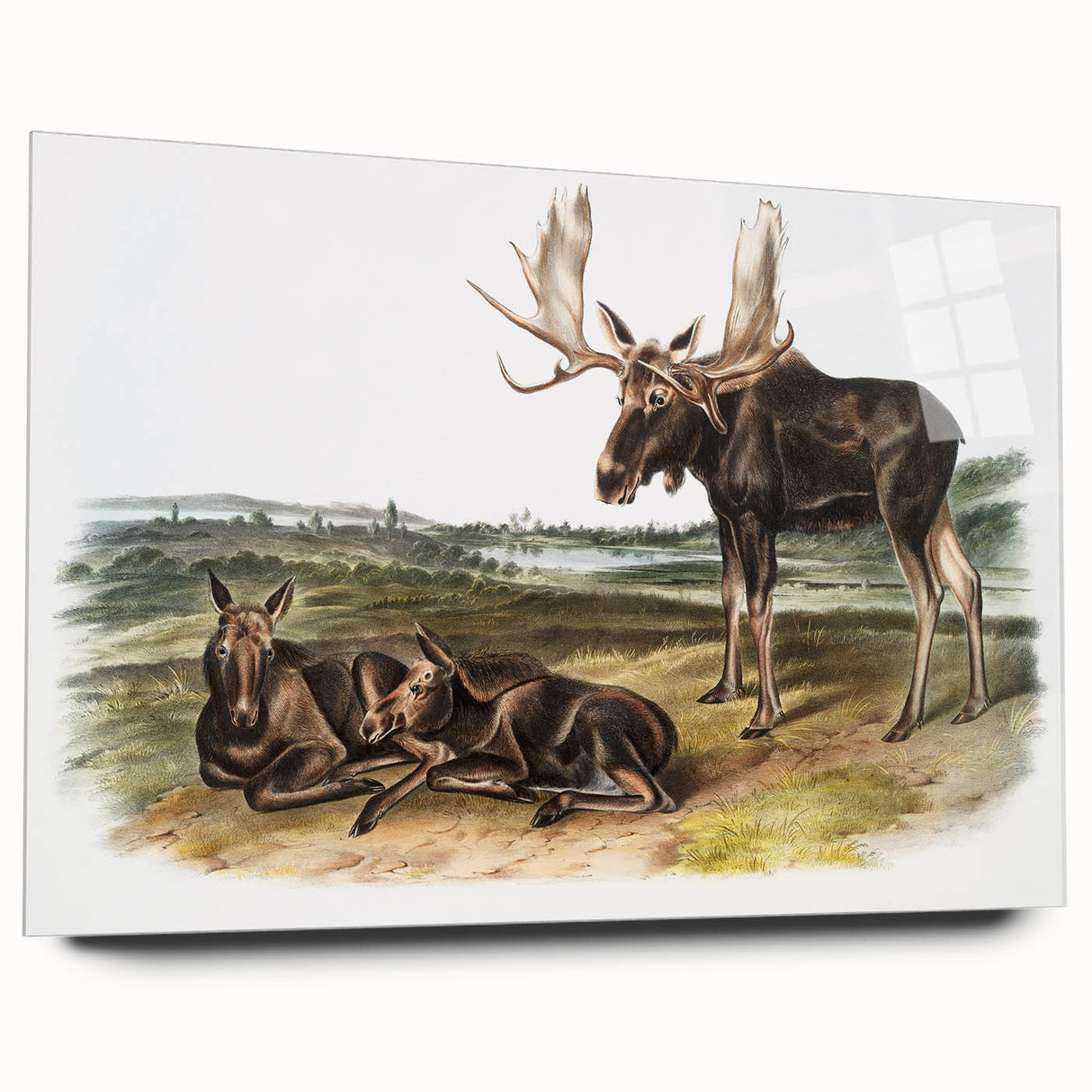 Romanticism Art: "Moose Deer" Wildlife Illustration Canvas Print