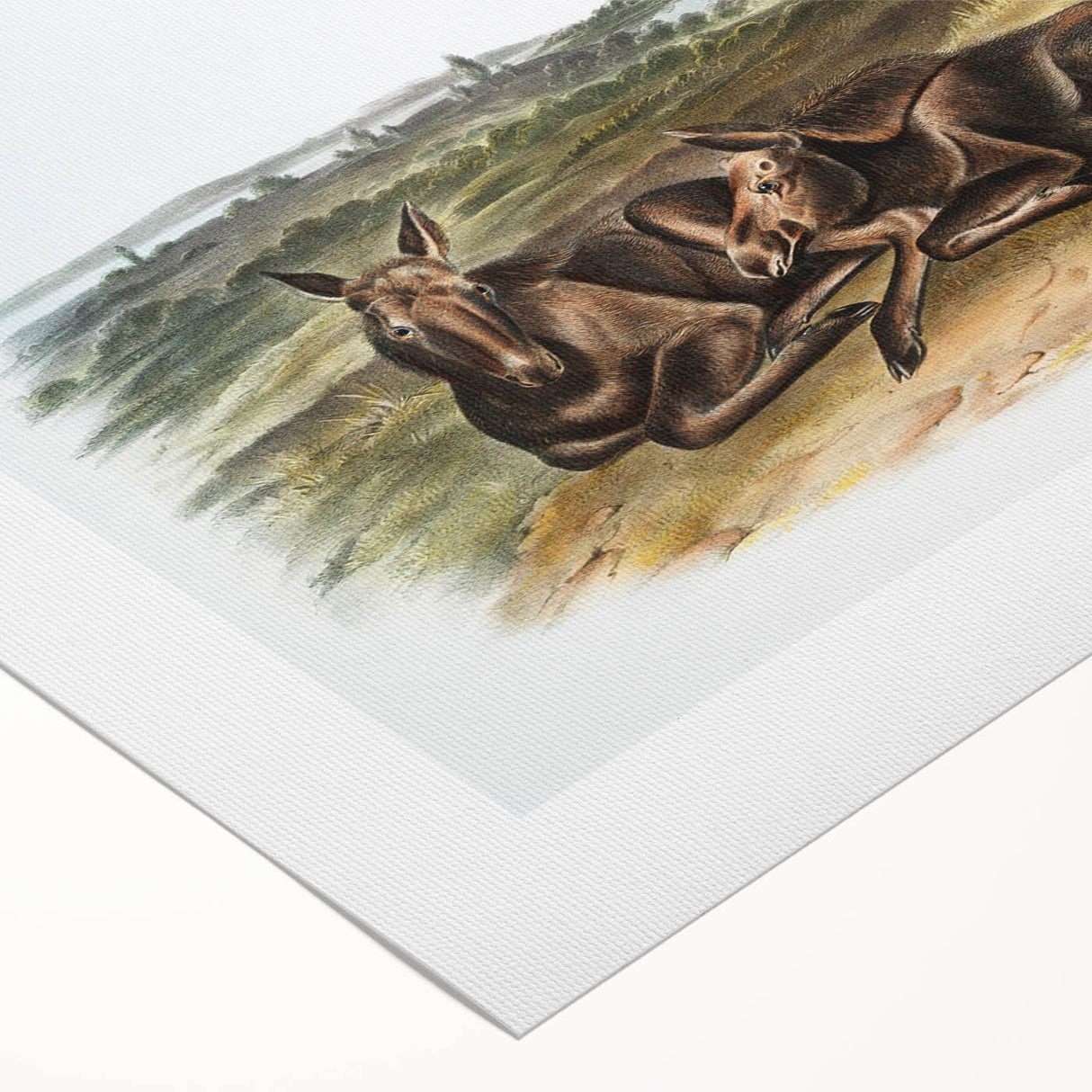 Romanticism Art: "Moose Deer" Wildlife Illustration Canvas Print