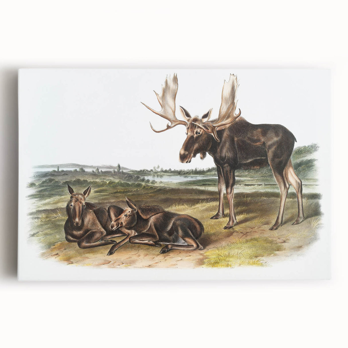 Romanticism Art: "Moose Deer" Wildlife Illustration Canvas Print