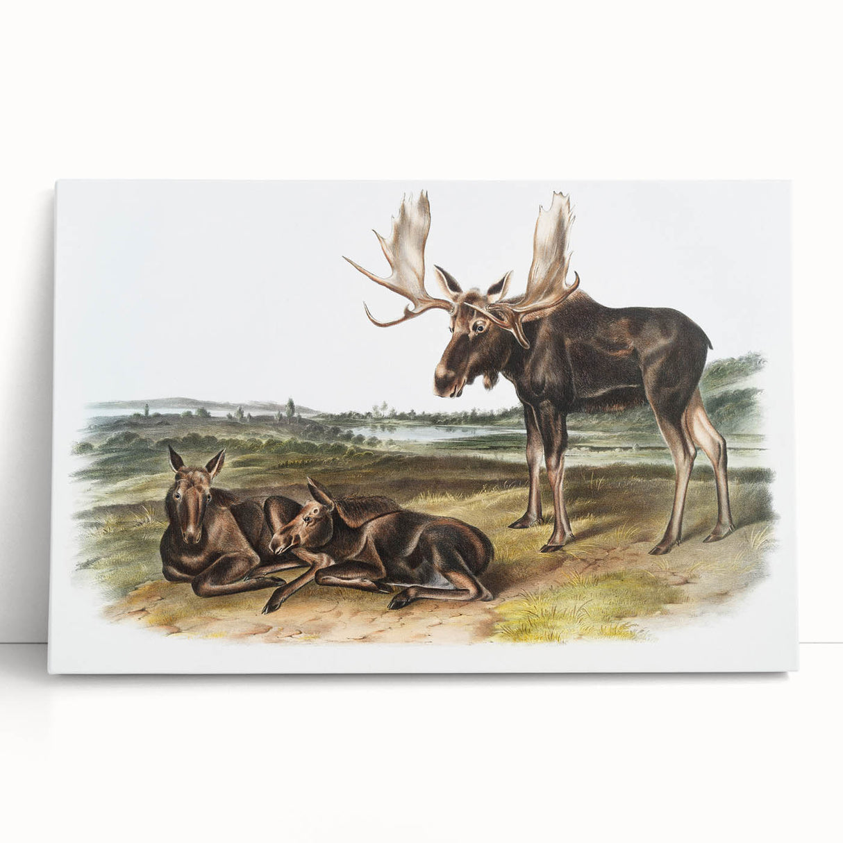 Romanticism Art: "Moose Deer" Wildlife Illustration Canvas Print