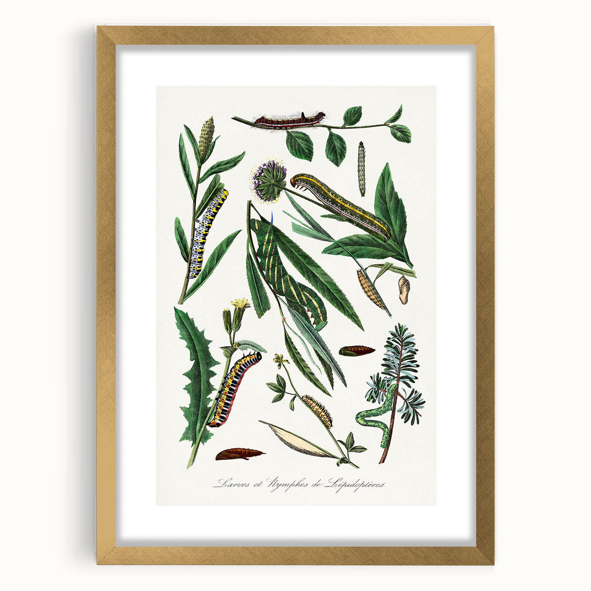 Romanticism Art: "Caterpillars and Chrysalis" Botanical Canvas Print
