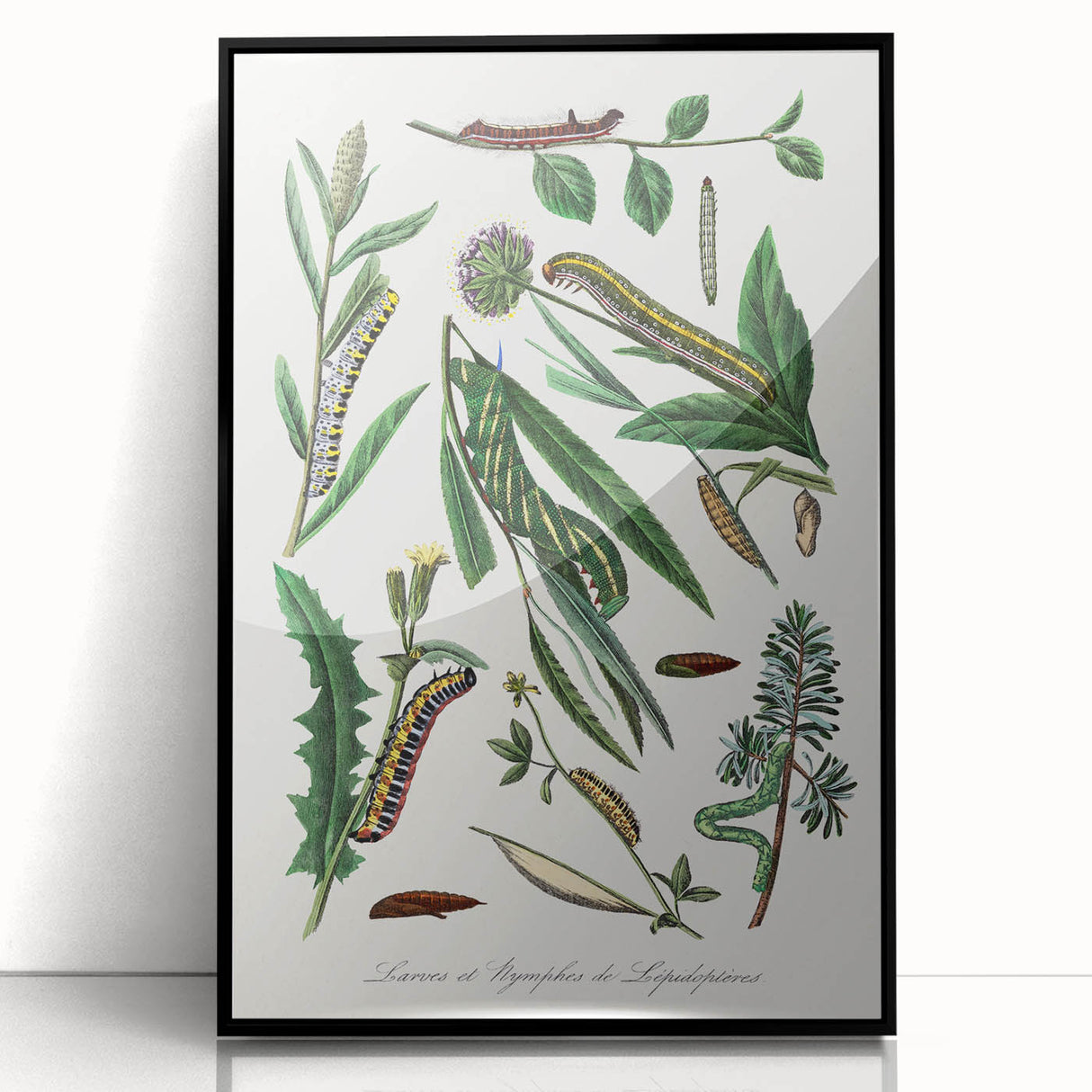 Romanticism Art: "Caterpillars and Chrysalis" Botanical Canvas Print