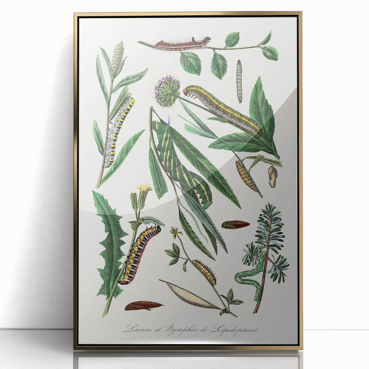 Romanticism Art: "Caterpillars and Chrysalis" Botanical Canvas Print