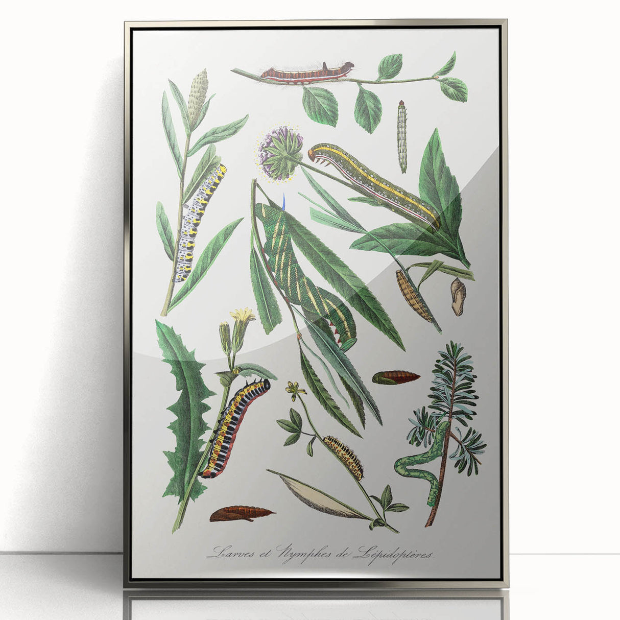 Romanticism Art: "Caterpillars and Chrysalis" Botanical Canvas Print