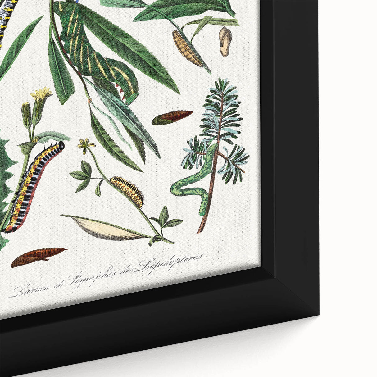 Romanticism Art: "Caterpillars and Chrysalis" Botanical Canvas Print