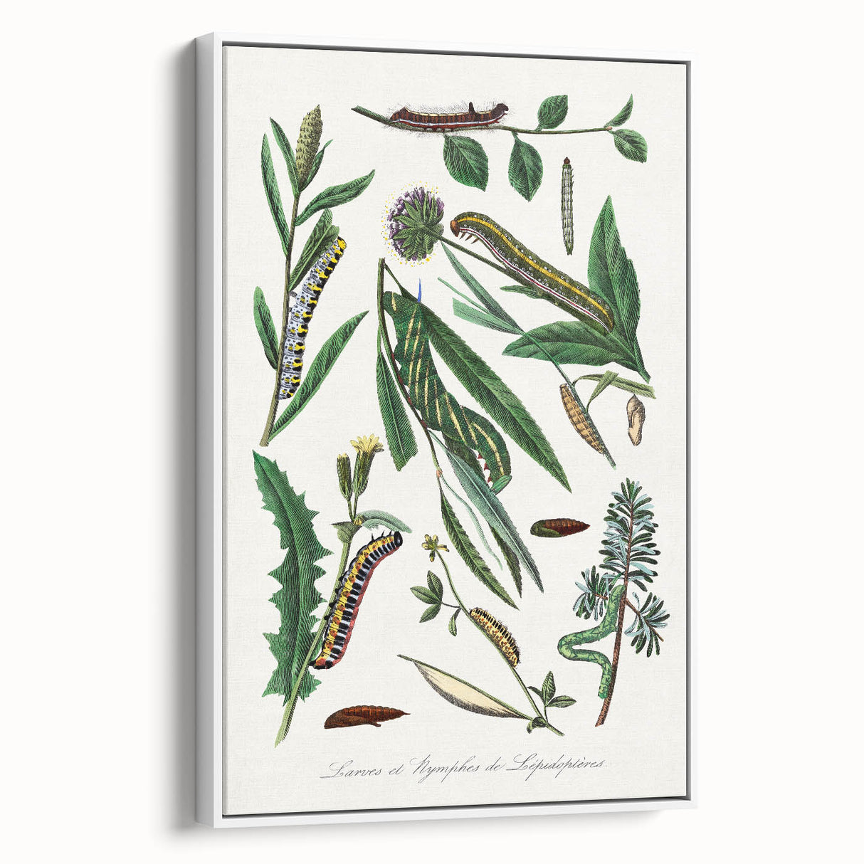 Romanticism Art: "Caterpillars and Chrysalis" Botanical Canvas Print