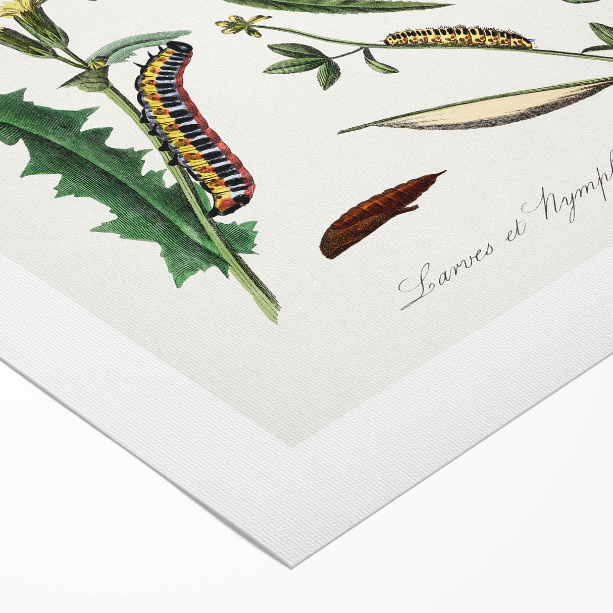 Romanticism Art: "Caterpillars and Chrysalis" Botanical Canvas Print