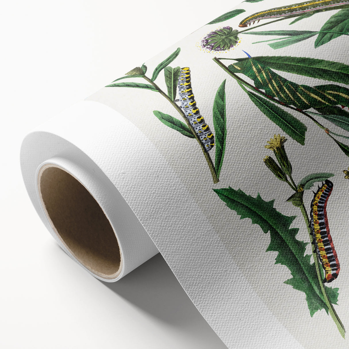 Romanticism Art: "Caterpillars and Chrysalis" Botanical Canvas Print