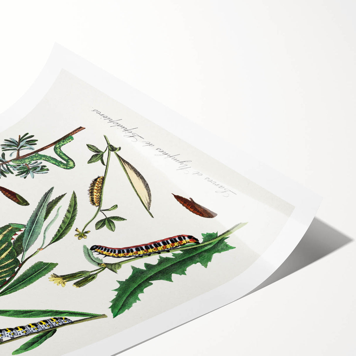 Romanticism Art: "Caterpillars and Chrysalis" Botanical Canvas Print