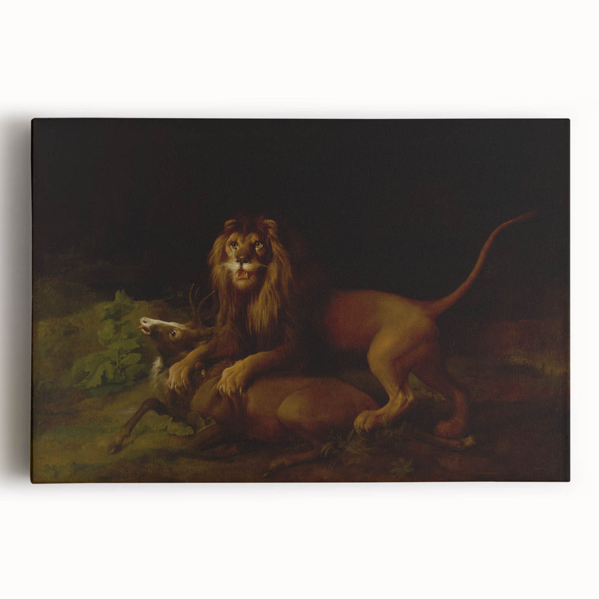 Romanticism Art: "A Lion Attacking a Stag" Wildlife Canvas Print
