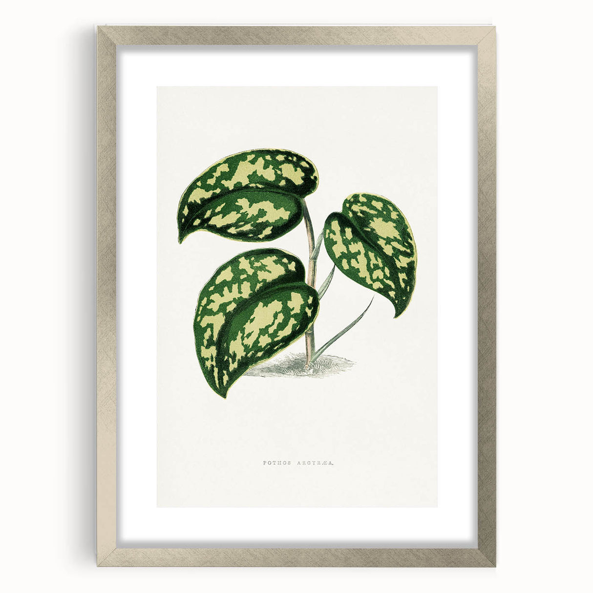 Romanticism Botanical Art: Pothos Argyraea Leaf Print on Canvas