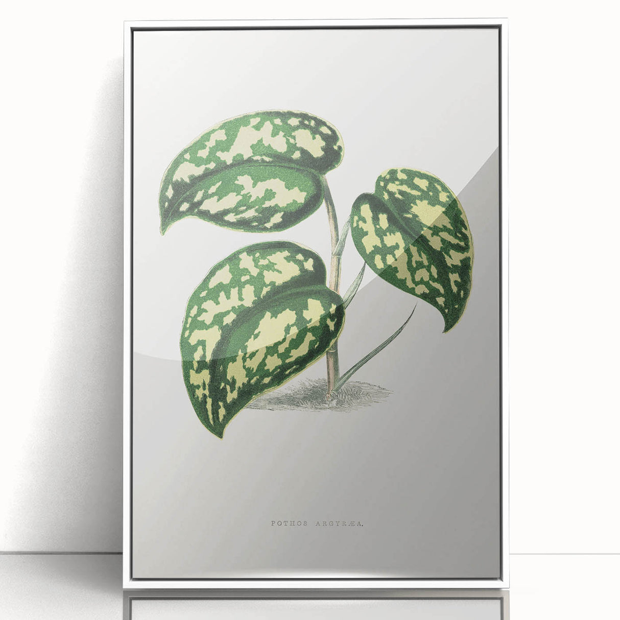 Romanticism Botanical Art: Pothos Argyraea Leaf Print on Canvas