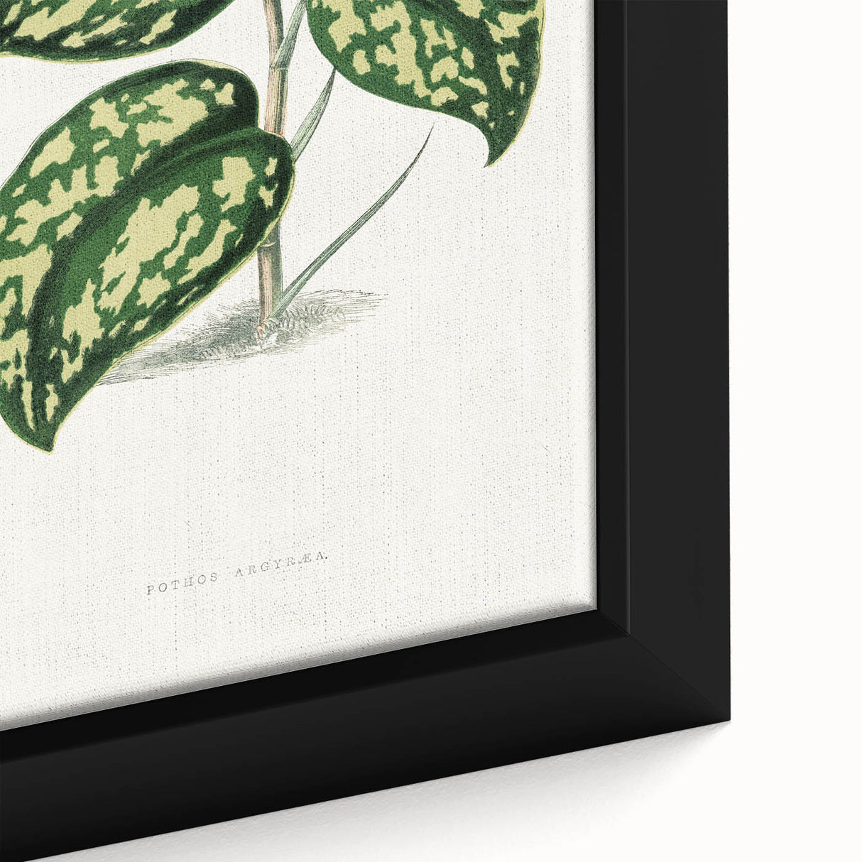 Romanticism Botanical Art: Pothos Argyraea Leaf Print on Canvas