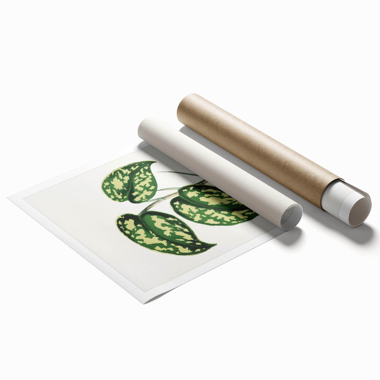 Romanticism Botanical Art: Pothos Argyraea Leaf Print on Canvas