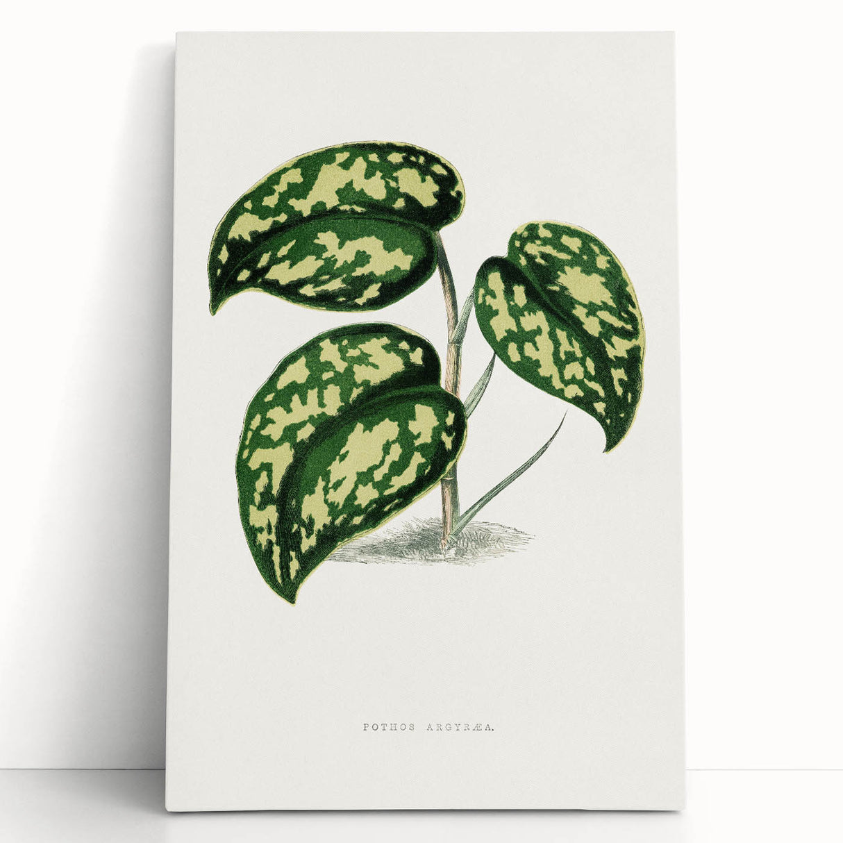 Romanticism Botanical Art: Pothos Argyraea Leaf Print on Canvas