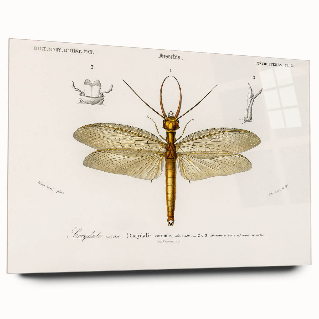 Romanticism Art Print: Eastern Dobsonfly Illustration by D'Orbigny