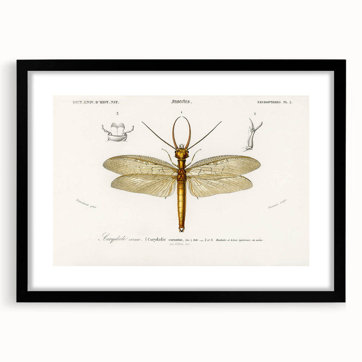 Romanticism Art Print: Eastern Dobsonfly Illustration by D'Orbigny