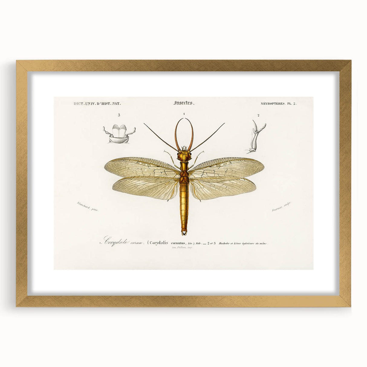 Romanticism Art Print: Eastern Dobsonfly Illustration by D'Orbigny