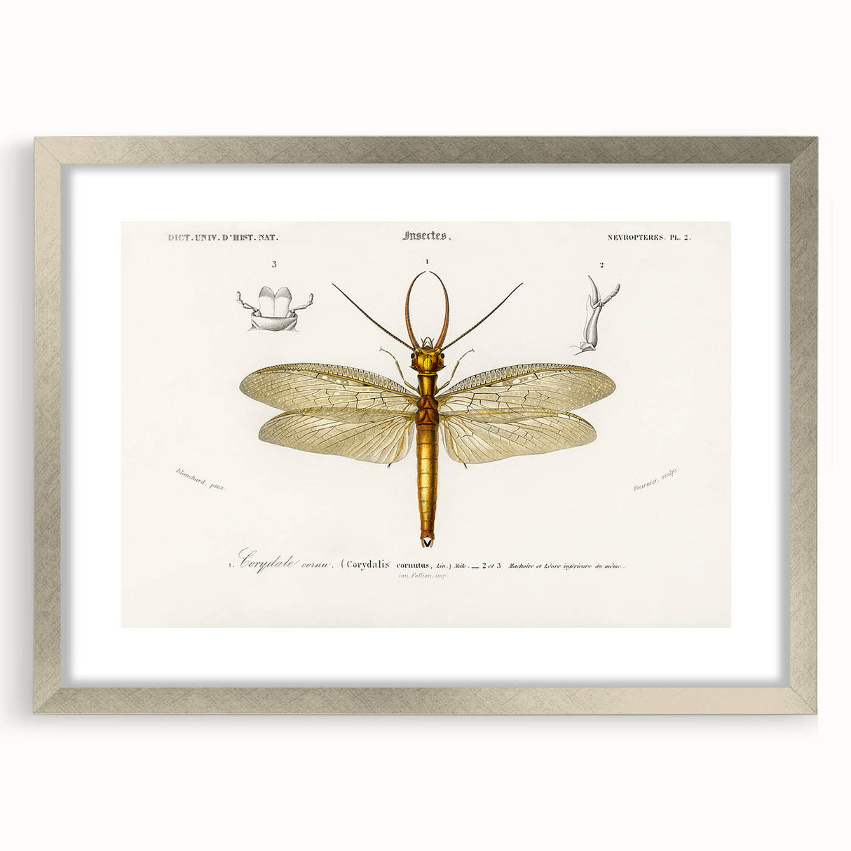 Romanticism Art Print: Eastern Dobsonfly Illustration by D'Orbigny