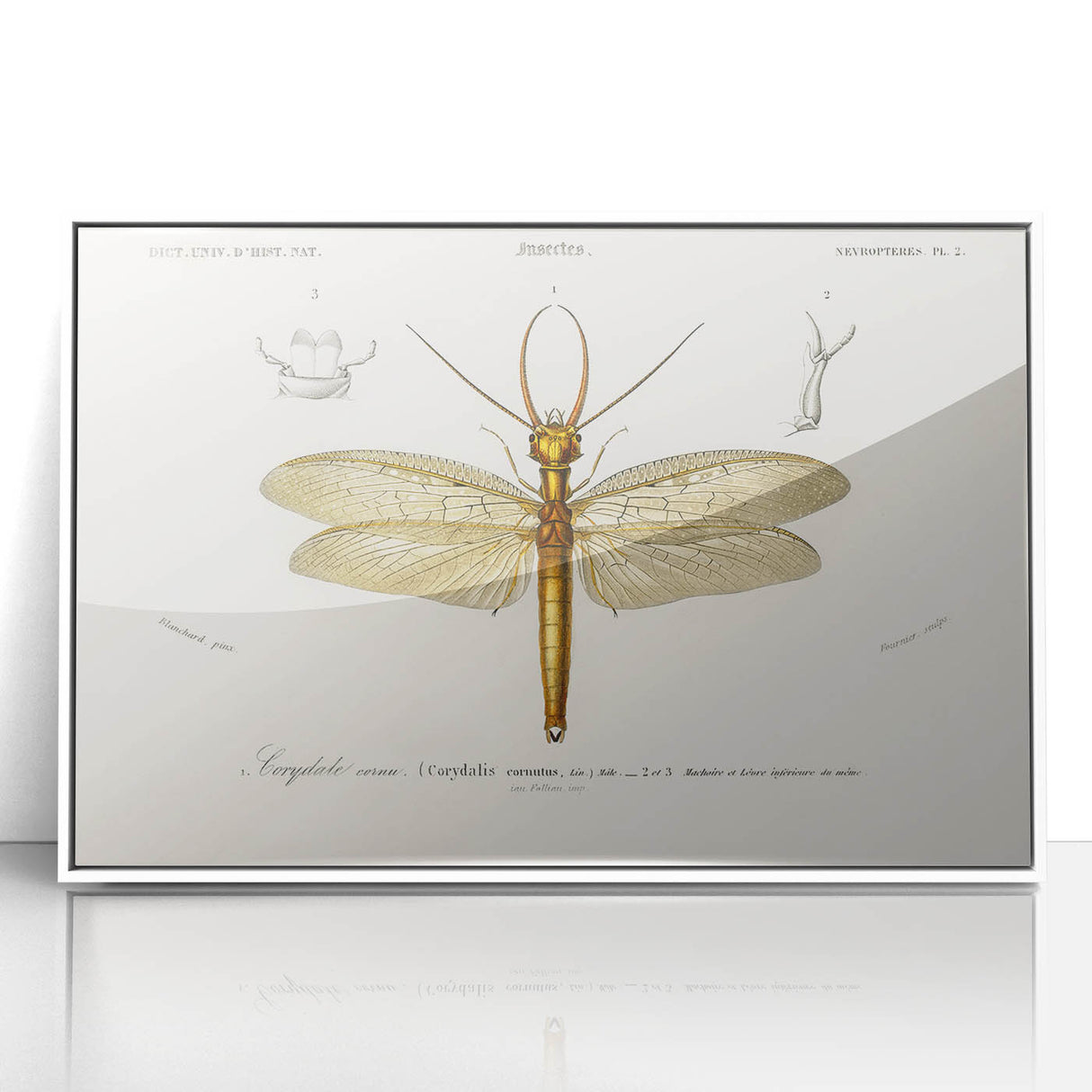Romanticism Art Print: Eastern Dobsonfly Illustration by D'Orbigny