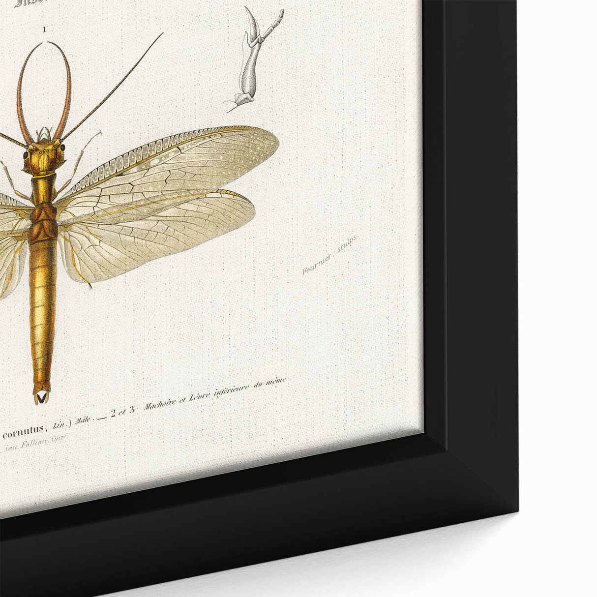 Romanticism Art Print: Eastern Dobsonfly Illustration by D'Orbigny